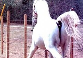 Arabian (Arabian, Stallion) in Gainesville, FL