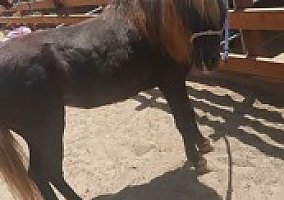 Shetland (Shetland Pony, Mare) in Prundale, CA
