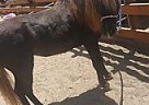 Shetland Pony - Horse for Sale in Prundale, CA 93907
