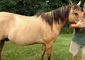 Spanish Mustang Sarvato
