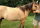 Mustang Gelding for Sale in Union Grove, Wisconsin Mustang Gelding for Sale in Union Grove, Wisconsin