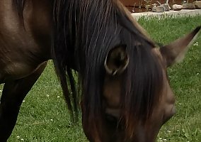 Spanish Mustang Ontigo