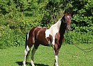 Tennessee Walking - Horse for Sale in welch, OK 74369