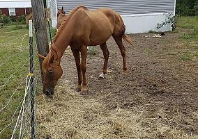 Thoroughbred Society Kokan