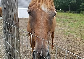 Thoroughbred (Thoroughbred, Gelding) in Bishopville, SC