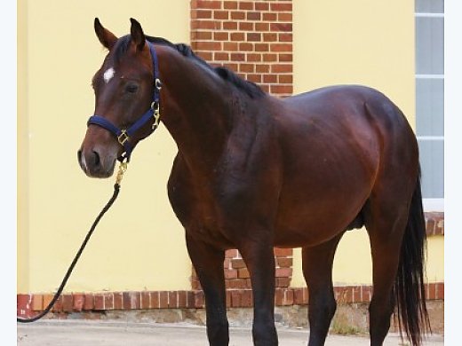 Young Stallion for Smaler Dressage Rider