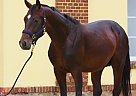 Oldenburg - Horse for Sale in Dresden, 01471 Oldenburg - Horse for Sale in Dresden, 01471