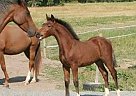 Warmblood - Horse for Sale in Linghem,  58561