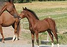 Warmblood - Horse for Sale in Linghem, 58561 Warmblood - Horse for Sale in Linghem, 58561