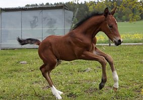 Warmblood (Warmblood, Stallion)