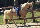 Beautiful Tennessee Walker Solo
