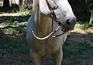 Faith - Mare in Canby, OR Faith - Mare in Canby, OR
