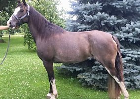 Missouri Fox Trotter (Missouri Fox Trotter, Mare) in Bridgewater, IA