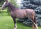Missouri Fox Trotter - Horse for Sale in Bridgewater, IA 50837