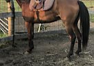 PVA Dun in Amber - Gelding in Bloomfield, IA PVA Dun in Amber - Gelding in Bloomfield, IA