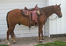 Mustang - Horse for Sale in Glidden, IA 51443