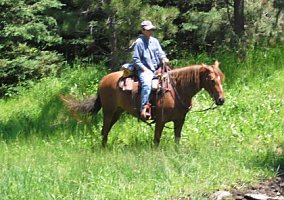 Mustang (Mustang, Gelding) in Glidden, IA