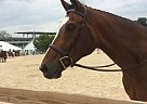 Stunning, big Bodied, 16.3 H, Ap... Appendix Stallion