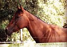 9 Y/O Bay Natural Horsemanship Q... Quarter Horse Mare