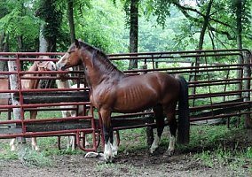 Section D Stallion Welsh Cob Stallion