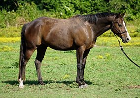 Beautiful, Balanced Mover – 10yr. 14.1 Hands Other Gelding
