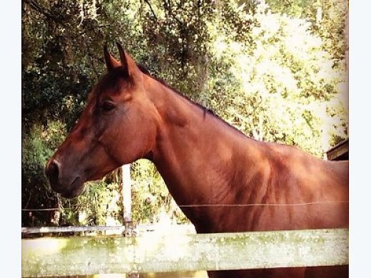 9 Y/O Bay Natural Horsemanship Quarter Horse
