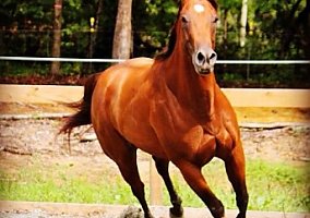 Quarter Horse (Quarter Horse, Mare) in Venice, FL