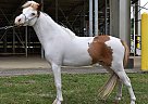 Miniature - Horse for Sale in Fort White, FL 32038 Miniature - Horse for Sale in Fort White, FL 32038