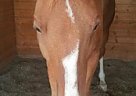 Amazing ALL Around Gelding National Show Gelding