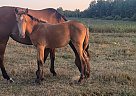 American Cream - Horse for Sale in Sebeka, MN 56477 American Cream - Horse for Sale in Sebeka, MN 56477