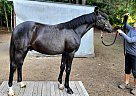 Canadian - Horse for Sale in Powell River, BC V8A1N7 Canadian - Horse for Sale in Powell River, BC V8A1N7