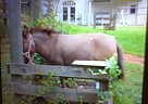 Donkey - Horse for Sale in Dahloniga, GA 30533 Donkey - Horse for Sale in Dahloniga, GA 30533