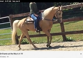 Beautiful Tennessee Walker Solo
