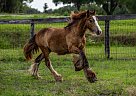 Gypsy Vanner - Horse for Sale in , FL 34482