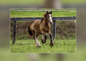Gypsy Vanner (Gypsy Vanner, Stallion) in FL