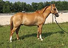 Cadbury – 6 yr. Welsh/QH Cross Cadbury