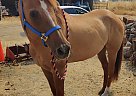 Buddy - Gelding in Rio Linda, CA Buddy - Gelding in Rio Linda, CA