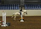 Experienced Show Pony Quarter Horse Stallion