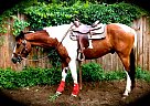 Pinto - Horse for Sale in Lillian, AL 36549
