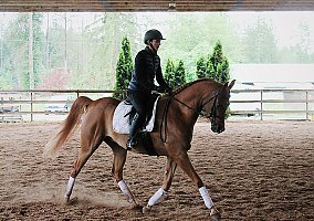 Jerrikoh DMA: Purebred Arabian Jerrikoh