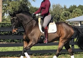 Warmblood (Warmblood, Mare) in Fruit Cove, FL