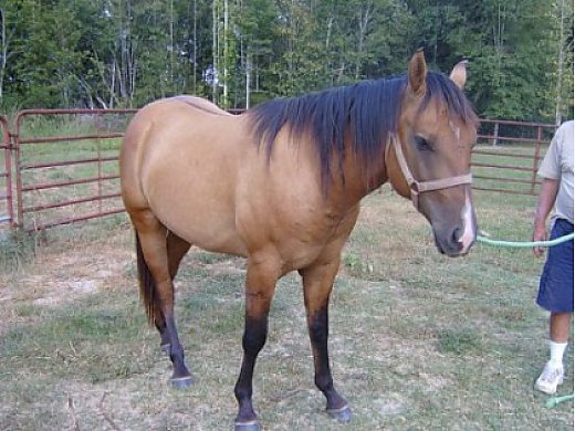Quarter Horse For Sale