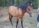 Quarter Horse - Horse for Sale in Fitzgerald, GA 31750