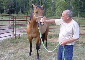 Quarter Horse (Quarter Horse, Stallion) in Fitzgerald, GA
