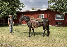 Rocky Mountain Horse (Rocky Mountain Horse, Mare) in Llano, CA