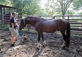 Welsh Pony and Cob (Welsh Pony and Cob, Stallion) in Lewisburg, TN