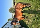 Quarter Horse - Horse for Sale in Milaca, MN 56353