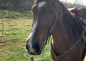 Quarter Horse (Quarter Horse, Gelding) in Milaca, MN