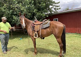 Kentucky Mountain Saddle Horse (Kentucky Mountain Saddle Horse, Mare) in Llano, CA