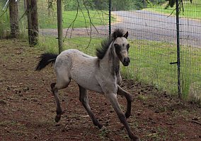 Welsh Pony and Cob (Welsh Pony and Cob, Stallion) in Scio, OR